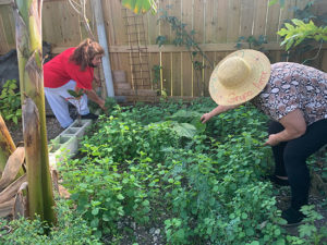Campesinas Cultivating Solutions (community gardens)